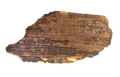 Fossile Rinde: Sigillaria sp.
