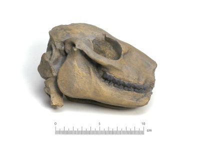 Mesohippus bairdi, skull (Cast)