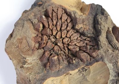 Pleurodictyum, Devonian, GER