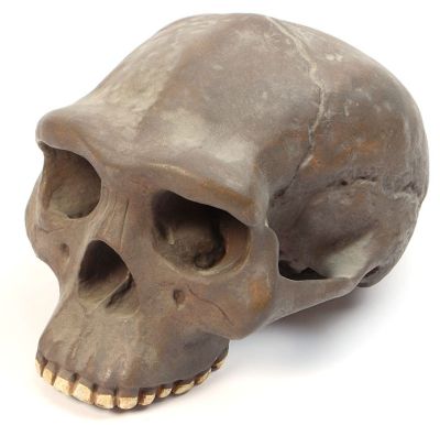 Homo erectus erectus, skull reconstruction (Cast)