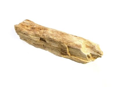 Fossiles Koniferenholz (8cm)