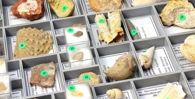 Stratigraphische Lehrsammlung M: 100 Fossilien (o. Kasten)