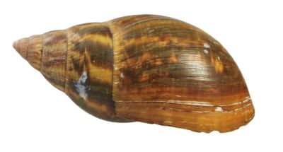 Achatinidae, 16,5 cm!