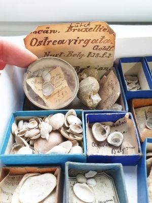 Fossilien-Überraschungspaket 13: Muscheln aus Frankreich