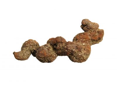 Koprolith (ca. 5 - 6 cm)