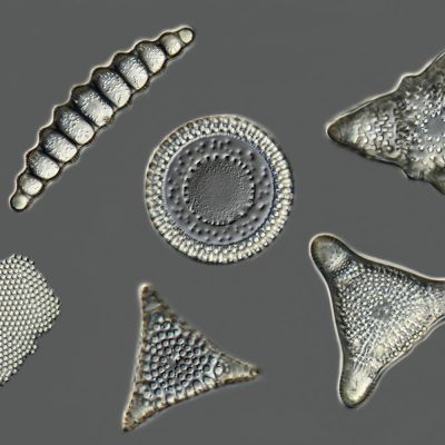 Diatoms - Strew Slide -  SIMBIRSK - RU