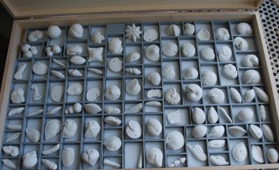 Sammlung von 100 Foraminiferenmodellen