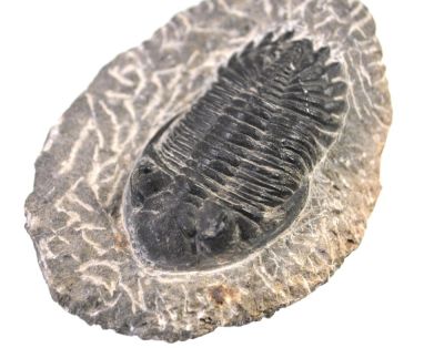 Trilobit: Hollardops mesocristata, Devon, MAR
