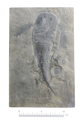 Eurypterus remipes (Cast)