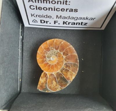 Ammonit: Cleoniceras, poliert, 2 cm