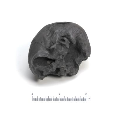 Abguss: Homo erectus modjokertensis