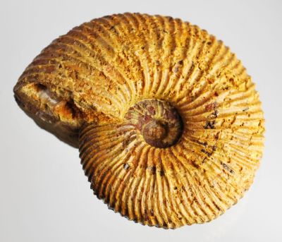 Ammonite:  Paryphoceras (Prograyiceras) tramauense