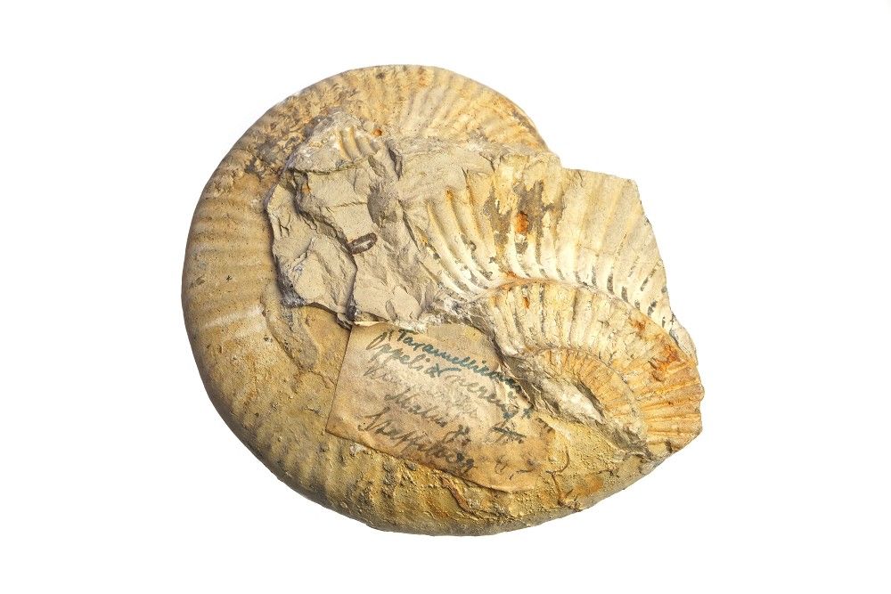 Oppelia (Taramelliceas) nereus, Jurassic; GER | FOPPEL