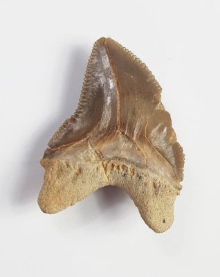 Haifischzahn, Corax squalicorax