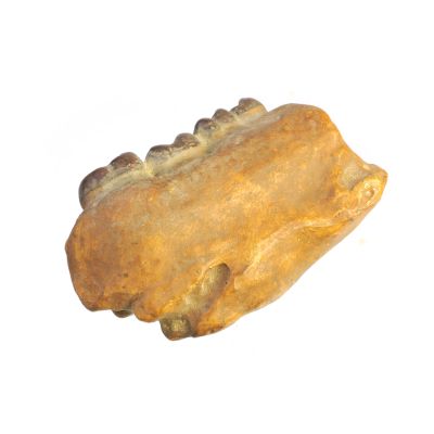 Abguss: Dryopithecus cauthleyi, Mandibelfragment