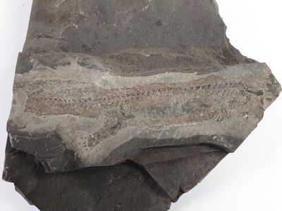 Apateon pedestris (Branchiosaurus), Permian, Germany