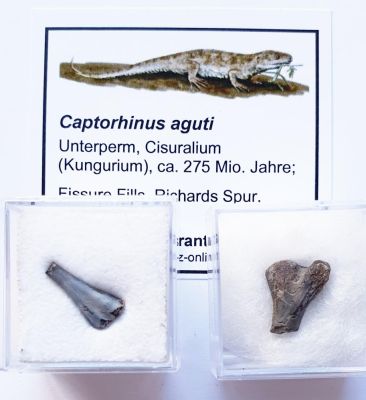 Captorhinus aguti, einzelner Knochen