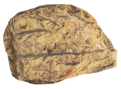 Asteroxylon, Middle Devonian, Germany