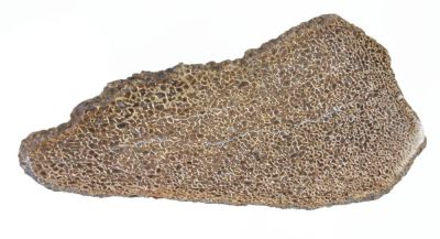 Atlassaurus bone fragment (13 cm)