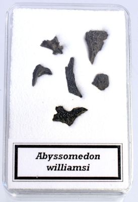 Abyssomedon williamsi