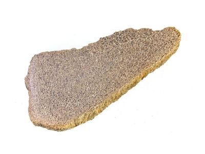 Atlassaurus bone fragment (13 cm)