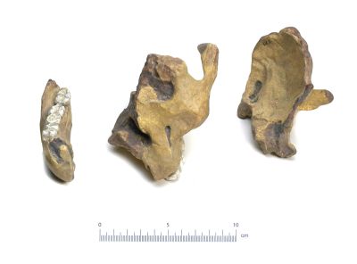 Paranthropus robustus, TM1517 (Cast)