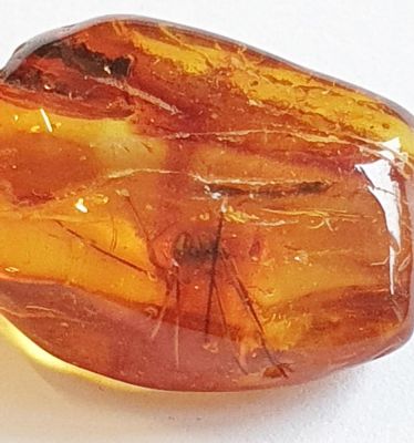 A daddy-longleg in amber