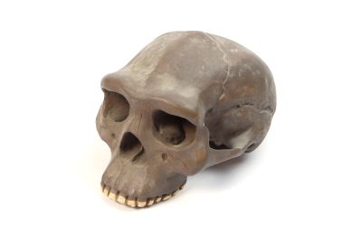 Abguss: Homo erectus erectus, Schädelrekonstruktion