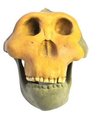 Abguss: Paranthropus boisei, Cranium