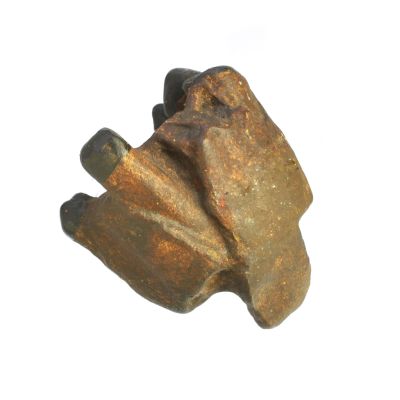 Dryopithecus pilgrimi, Maxille (Abguß)