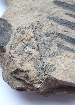 Taxodium dubium, Pliocene; GER