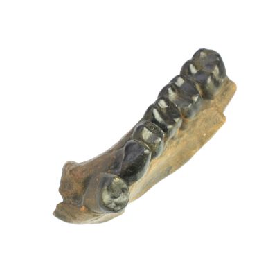 Dryopithecus frickae, Mandibelfragment (Abguß)