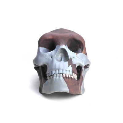 Homo erectus pekinensis (Schädelrekonstruktion)
