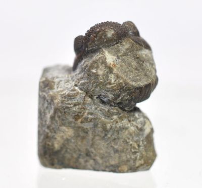 Trilobite: Phacops sp., Devonian; GER