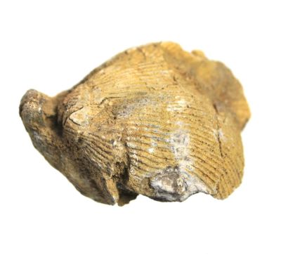 Uncites gryphus, Devonian, GER