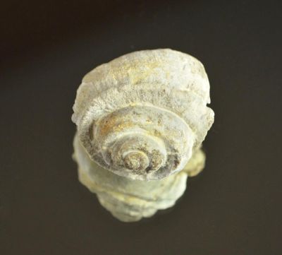 Pleurotomaria, Devonian, GER