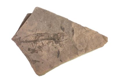 Abdrücke von Fischresten, Oligozän, PL