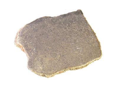 Atlassaurus bone fragment (9 cm)