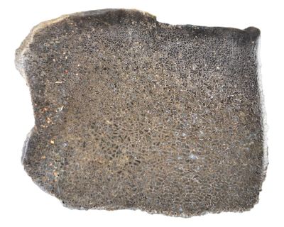 Atlassaurus bone fragment (9 cm)