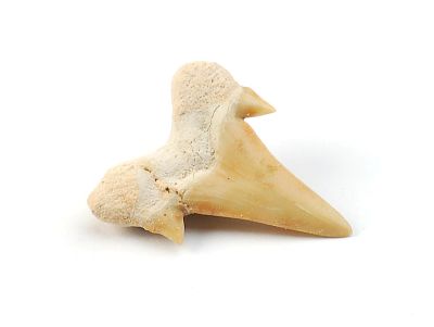 Shark tooth 1,5-2,5 cm
