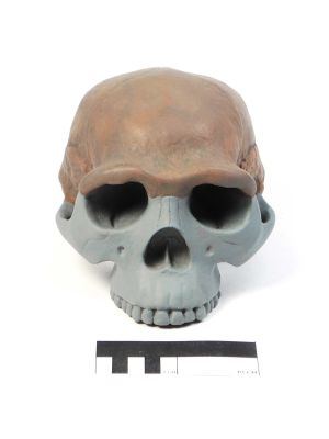 Abguss: Homo erectus pekinensis, Cranium (Rekonstruktion)