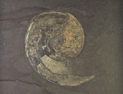 Cephalopode, Ammonit: Harpoceras