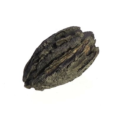 Fossiler Samen (Rehderodendron) (ca. 3 - 4 cm)