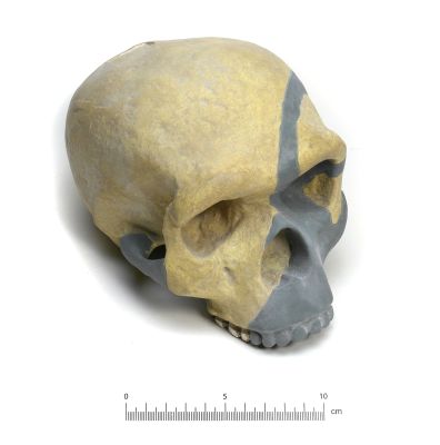 Homo sapiens steinheimensis (Cast)