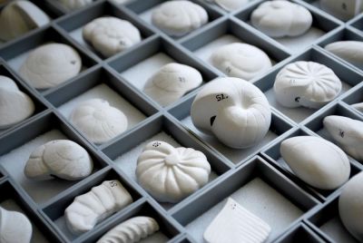 Collection of 100 models of Foraminifera