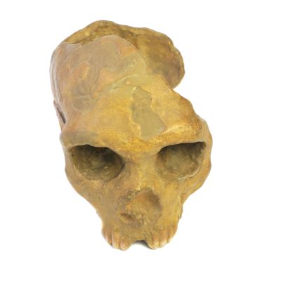 Abguss: Homo neanderthalensis (Gibraltar Fragm. Oberschädel)