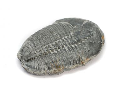 Elrathia kingi, ca. 1,5 - 2 cm