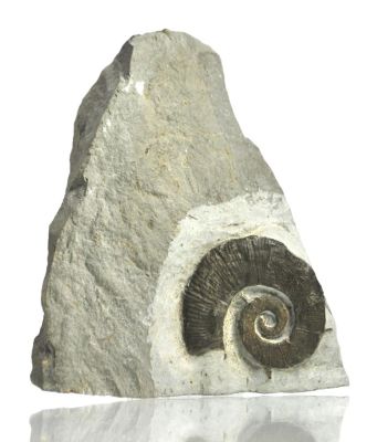 Crioceras duvali, Cretaceous, FRA