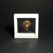 Float frame with ammonite