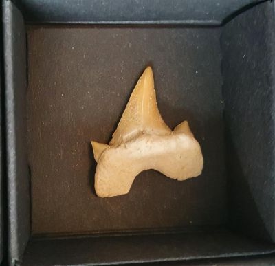 Shark tooth 1,5-2,5 cm